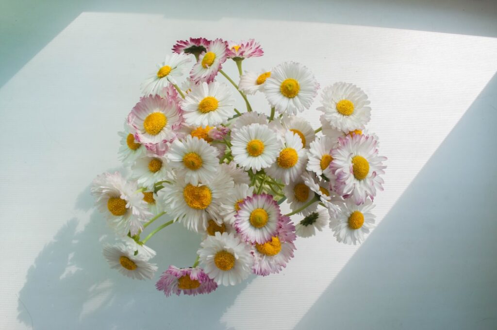 Photo air-purifying flowers